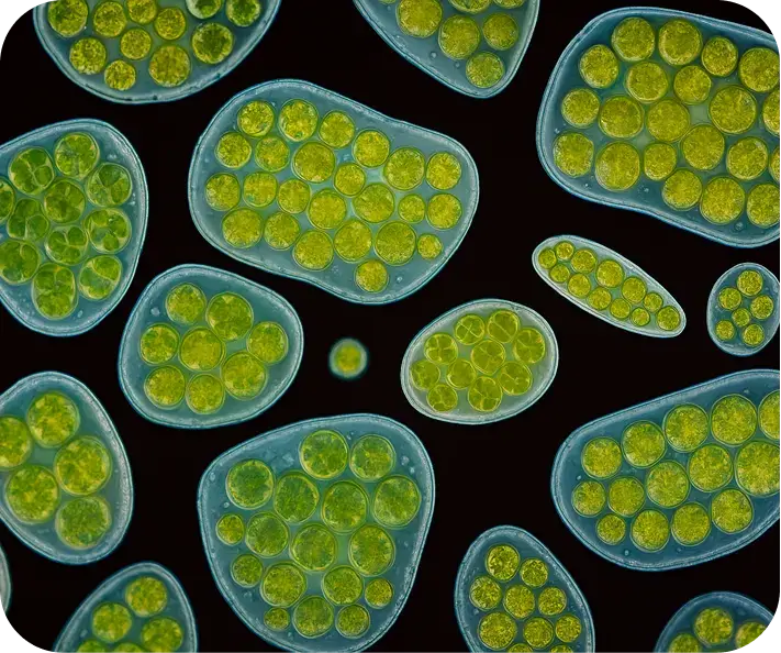 /storage/Microalgae